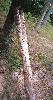 Totem made from forked tree